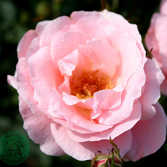 Ros 'Queen Elisabeth'