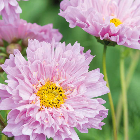 Rosenskära 'Double Dutch Rose'