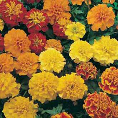 Tagetes, lågväxt dubbel mix