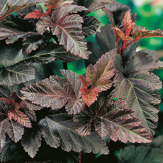 Smällspirea 'Diablo'