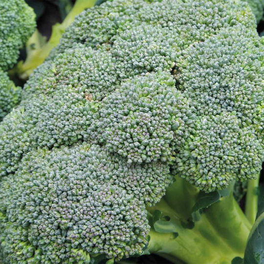 Broccoli 'Covina'