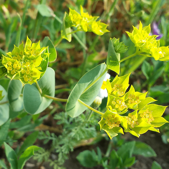 Harört 'Garibaldi'