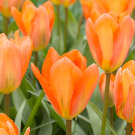 Kejsartulpan 'Orange Emperor'