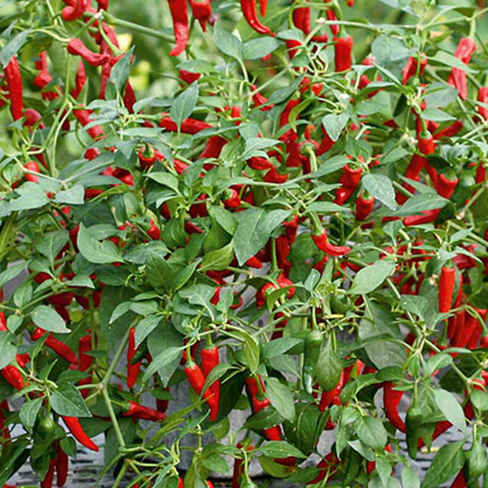 Chiliplanta Chilipeppar 'Cayennetta'