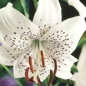 Tigerlilja 'White Tiger'