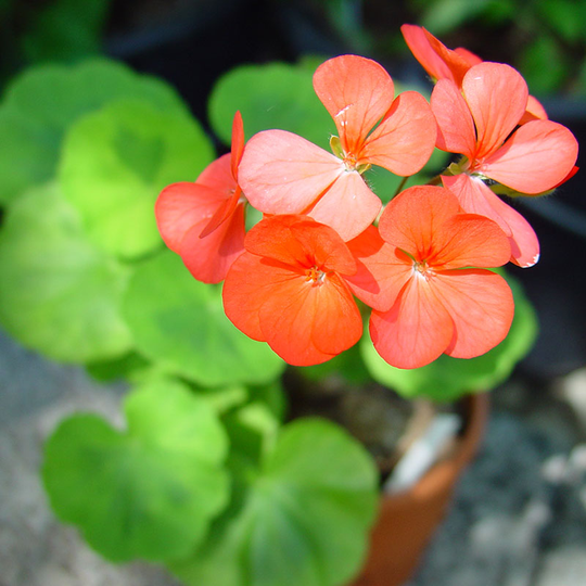 Zonalpelargon 'Crystal Palace Gem'