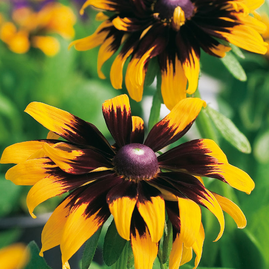 Sommarrudbeckia 'Aries'