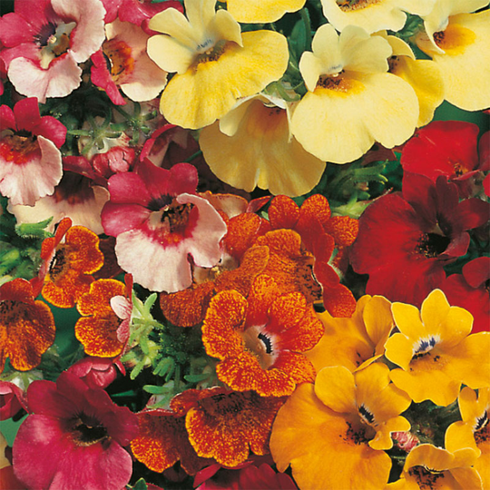 Nemesia 'Carnival', mix