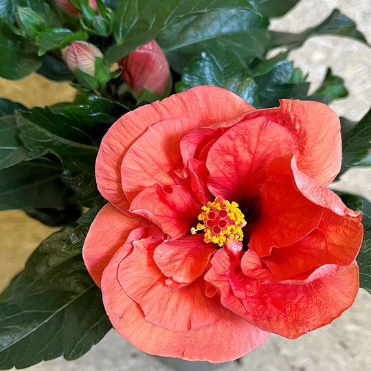 Hibiskus 'Adonicus double Orange'