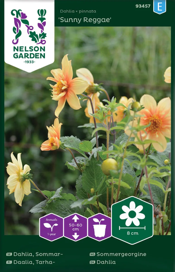 Nelson Garden Sommardahlia Sunny Reggae