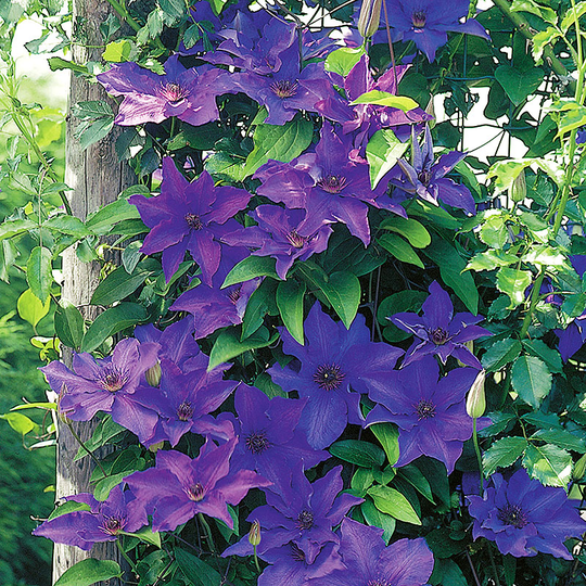 Klematis 'The President'