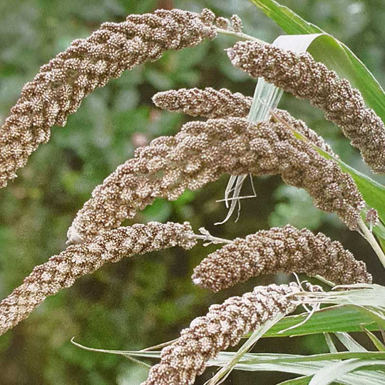 Prydnadshirs 'Hylander'