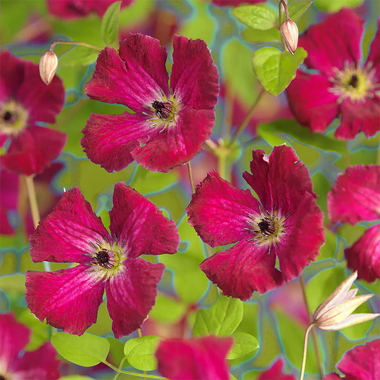Klematis 'Rubra'