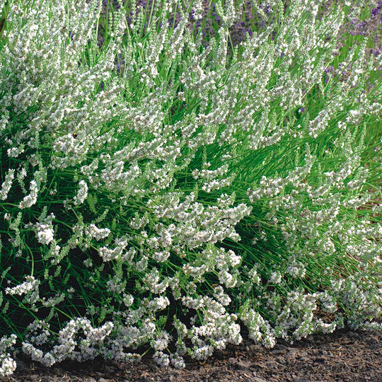 Lavendel 'Edelweiss', 6-pack