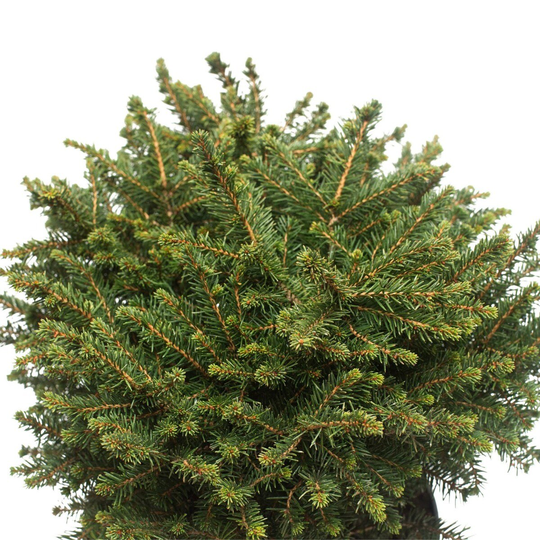 Goliat Serbisk Dvärggran @Plant Karel, 10-pack