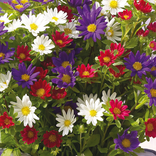 Sommaraster 'Palette' mix