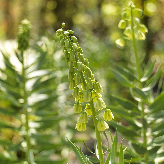 Mörk klocklilja 'Ivory Bells'