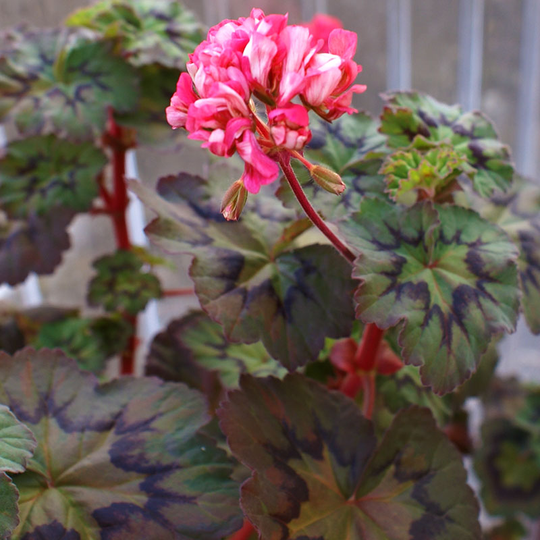 Zonalpelargon 'Boniface Butterfly'