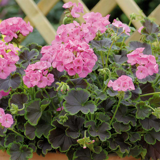 Zonalpelargon 'Nekita Pink' F1