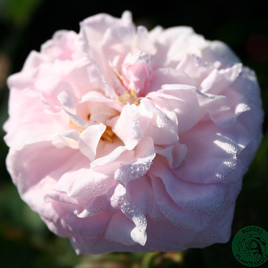 Ros 'Maidens Blush', 4L