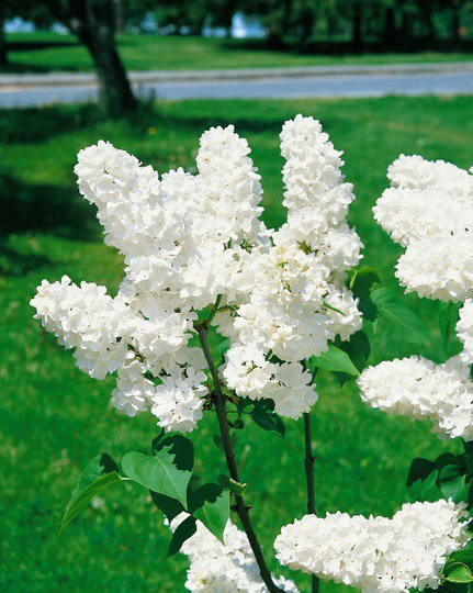 Garden Green Häckplanta Vit Syrén Leveranshöjd 20-40 cm 10-pack