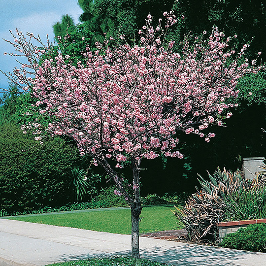 Rosenmandel, Prunus triloba