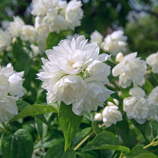 Kameliaschersmin 'Minnesota Snowflake'