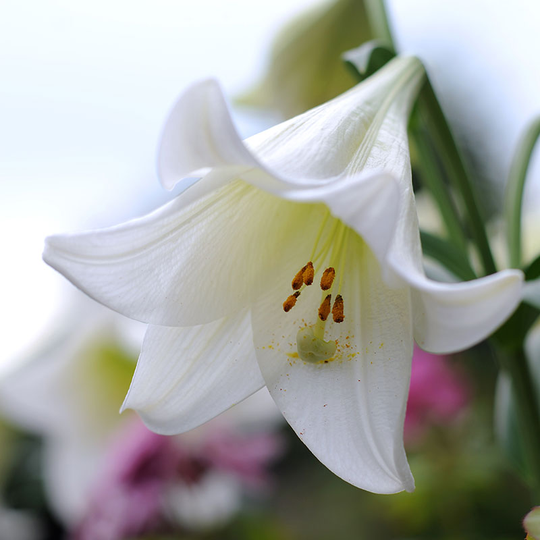 Trumpetlilja ’White Heaven’