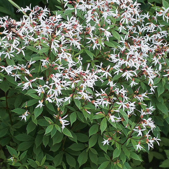 Gillenia, trebladspira, 2 L