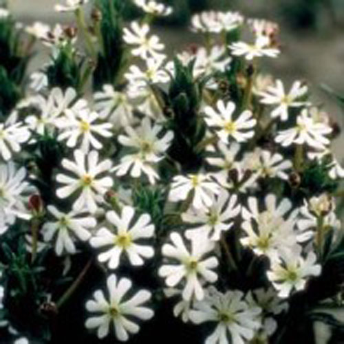 Nattblomster 'Midnight Candy'