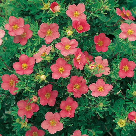 Ölandstok 'Pink Beauty' 10-pack