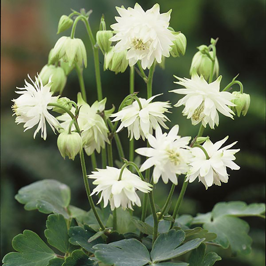 Akleja 'Lime Sorbet'