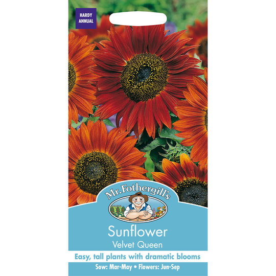 Solros 'Velvet Queen'
