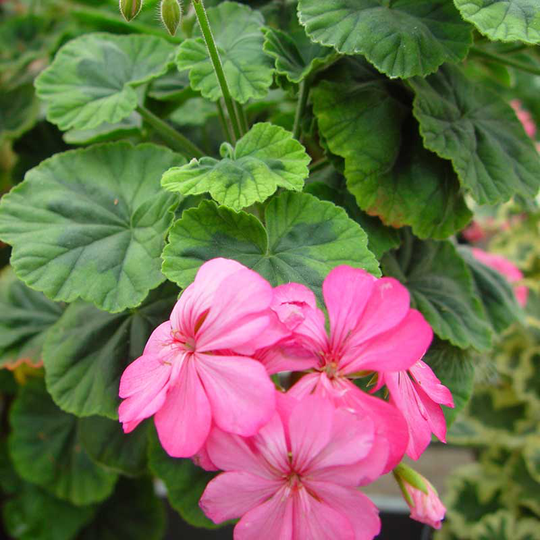 Zonalpelargon 'Warrion'