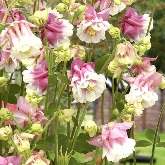 Akleja 'Petticoat Pink'