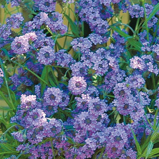Violverbena 'Intensity'