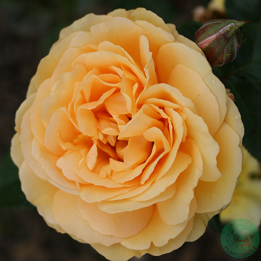 Ros 'Amber Queen'