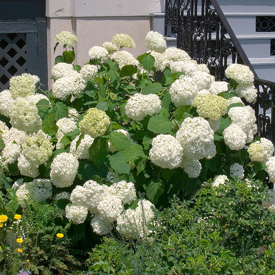 Vidjehortensia 'Annabelle'