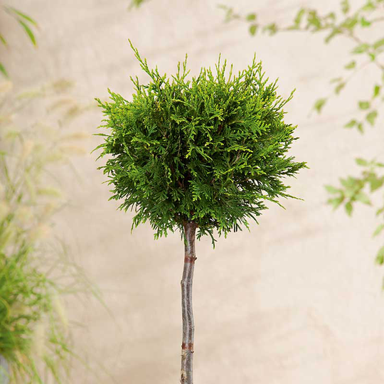 Tuja 'Brabant'