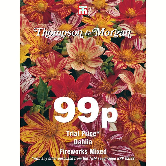 Dahlia 'Fireworks Mixed'