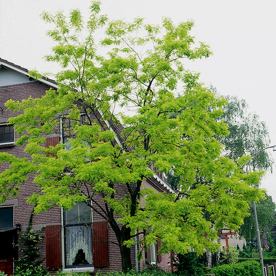 Robinia pseudoacacia