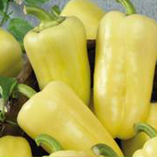 Paprika 'Superamy'