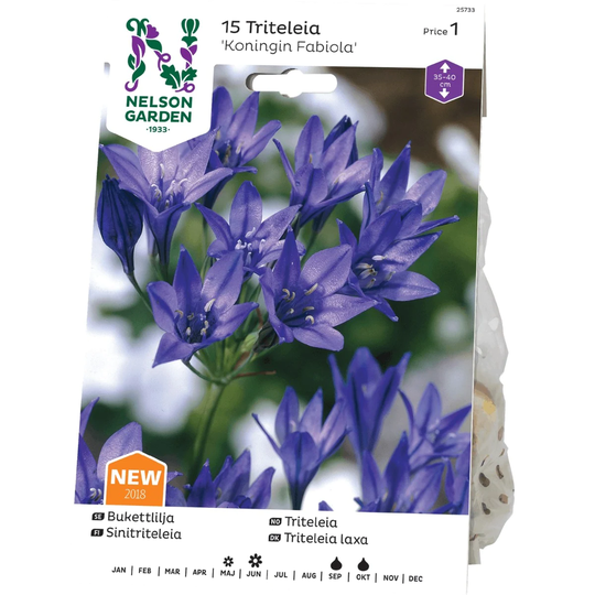 Nelson Garden Bukettlilja Koningin Fabiola
