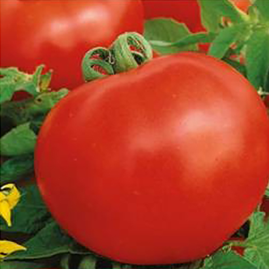 Tomat 'Raissa'