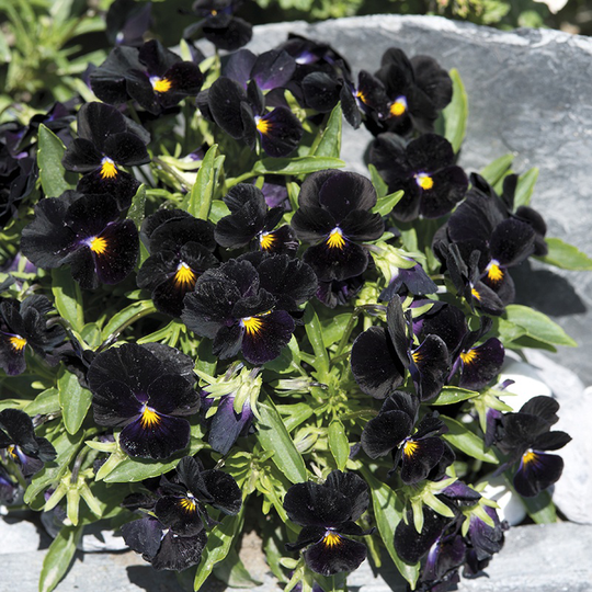 Pensé 'Back to Black'