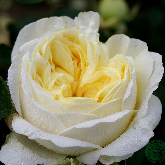 Ros 'Kronprinsesse Mary'