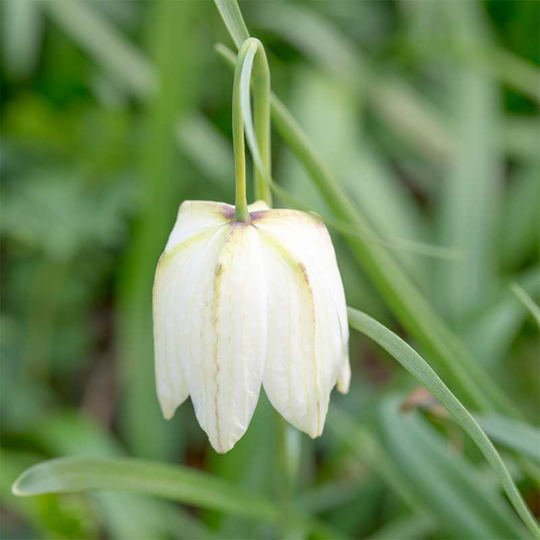 Kungsängslilja 'Alba'