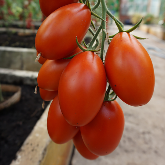 Tomat 'Blumko'
