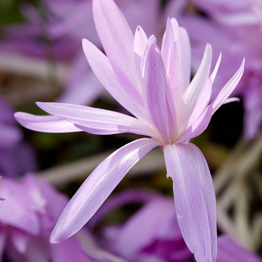 Tidlösa 'Waterlily'
