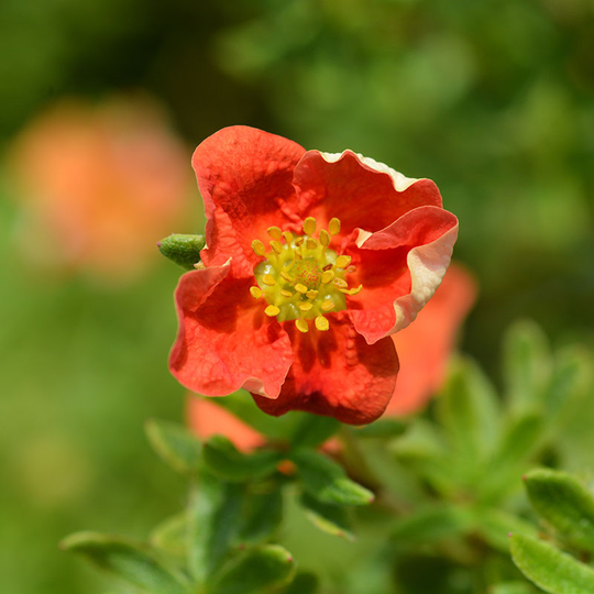 Ölandstok 'Marian Red Robin', 1-pack